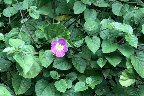 Chinese Violet (leaves and flower