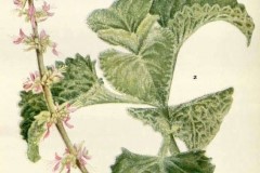 Plant Illustration of Indian Borage