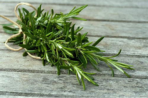 Rosemary herb
