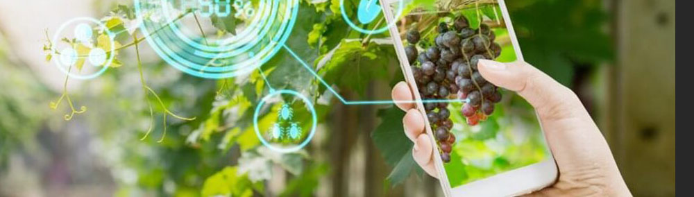 02-Mobile-Grapes_1000x533
